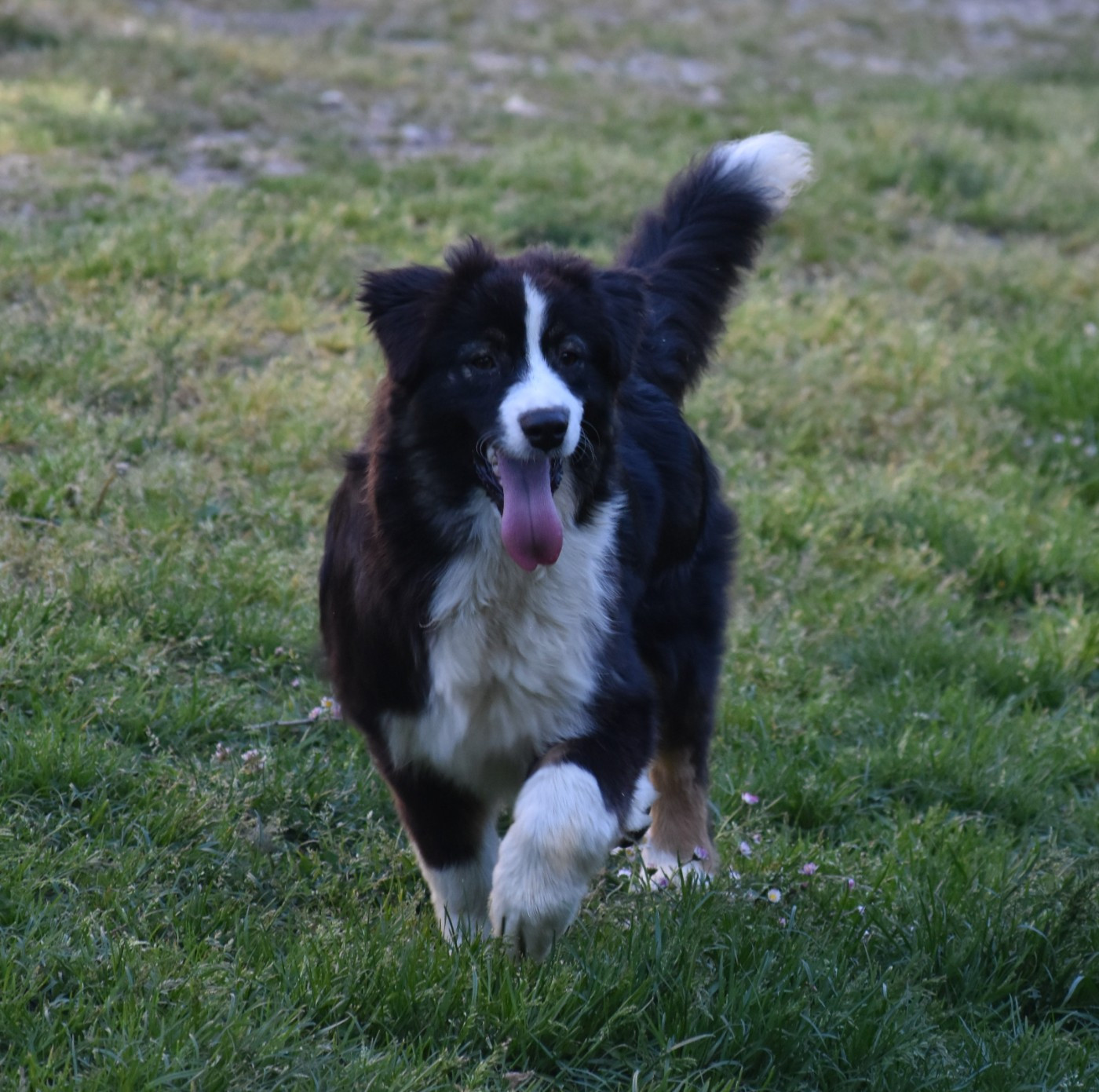 Ard Rock Deep Purple Des Fées Du Marteray