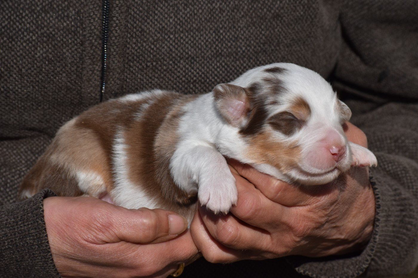 Des Fées Du Marteray - Chiots disponibles - Berger Australien