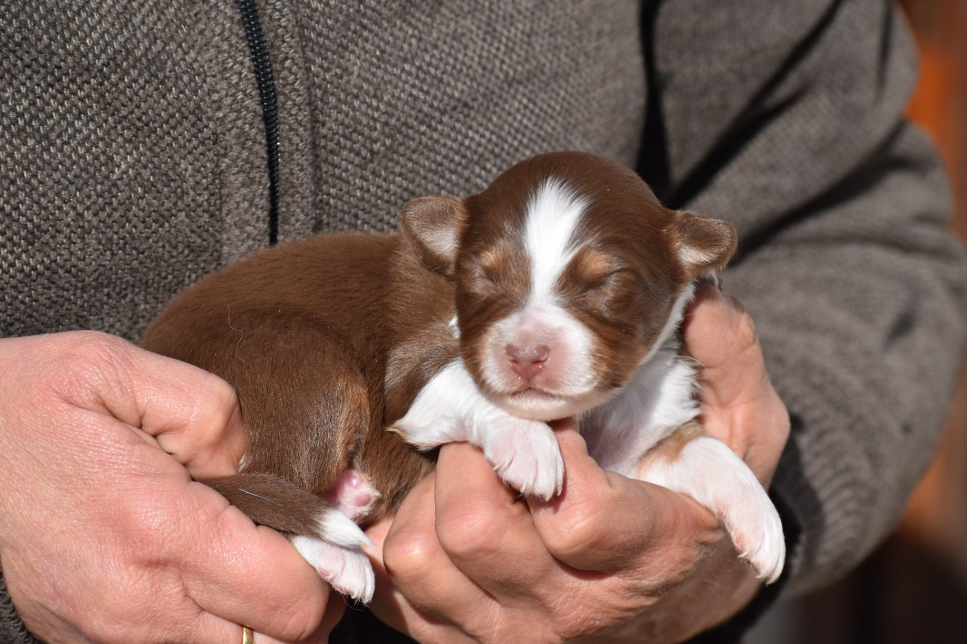 Des Fées Du Marteray - Chiots disponibles - Berger Australien