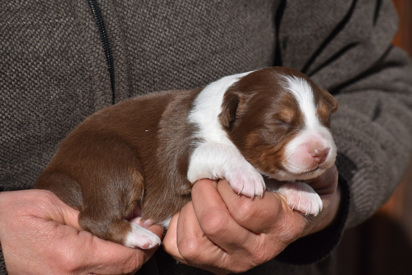 Des Fées Du Marteray - Chiots disponibles - Berger Australien