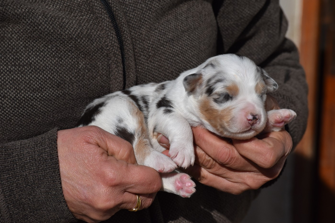 Des Fées Du Marteray - Chiots disponibles - Berger Australien