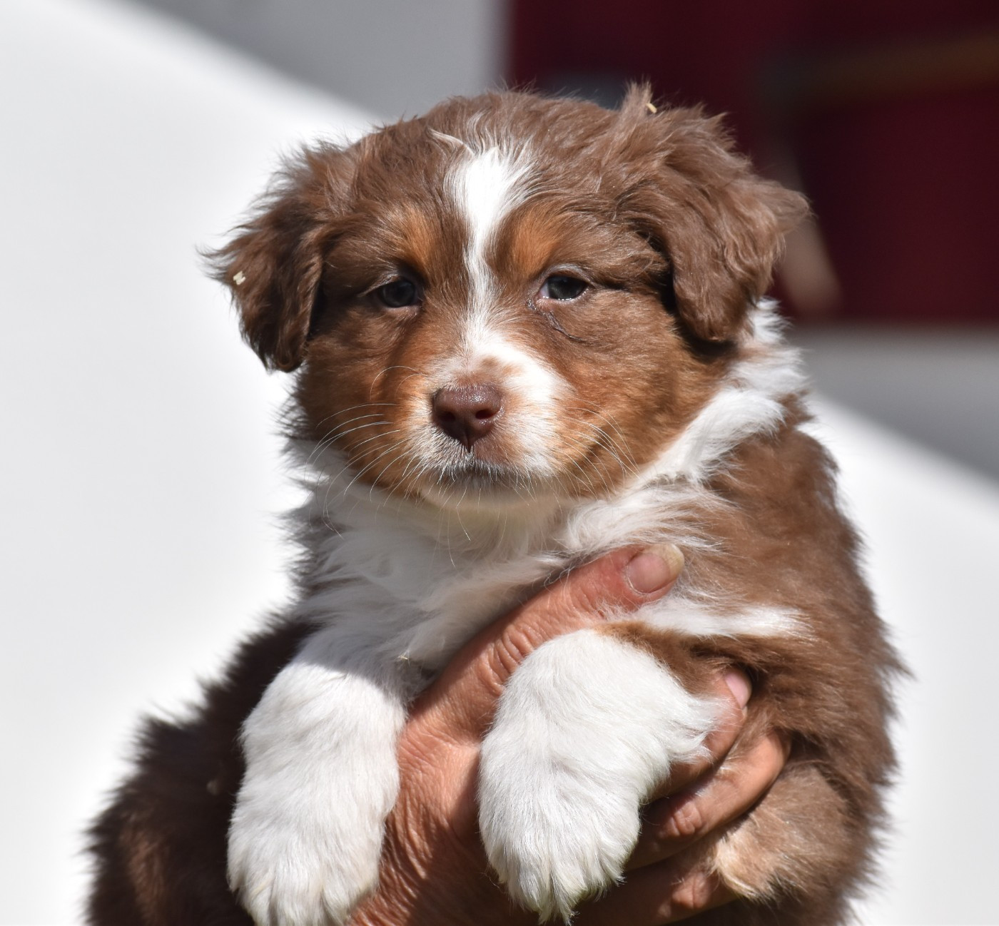 Des Fées Du Marteray - Chiots disponibles - Berger Australien