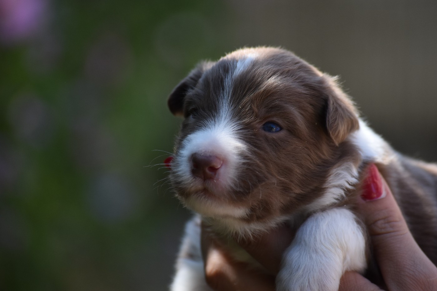 Des Fées Du Marteray - Chiots disponibles - Berger Australien