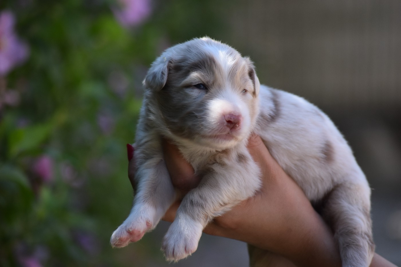 Des Fées Du Marteray - Chiots disponibles - Berger Australien