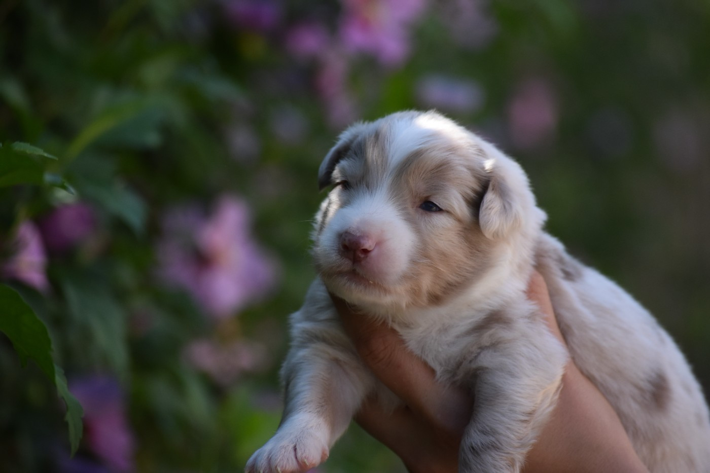 Des Fées Du Marteray - Chiots disponibles - Berger Australien