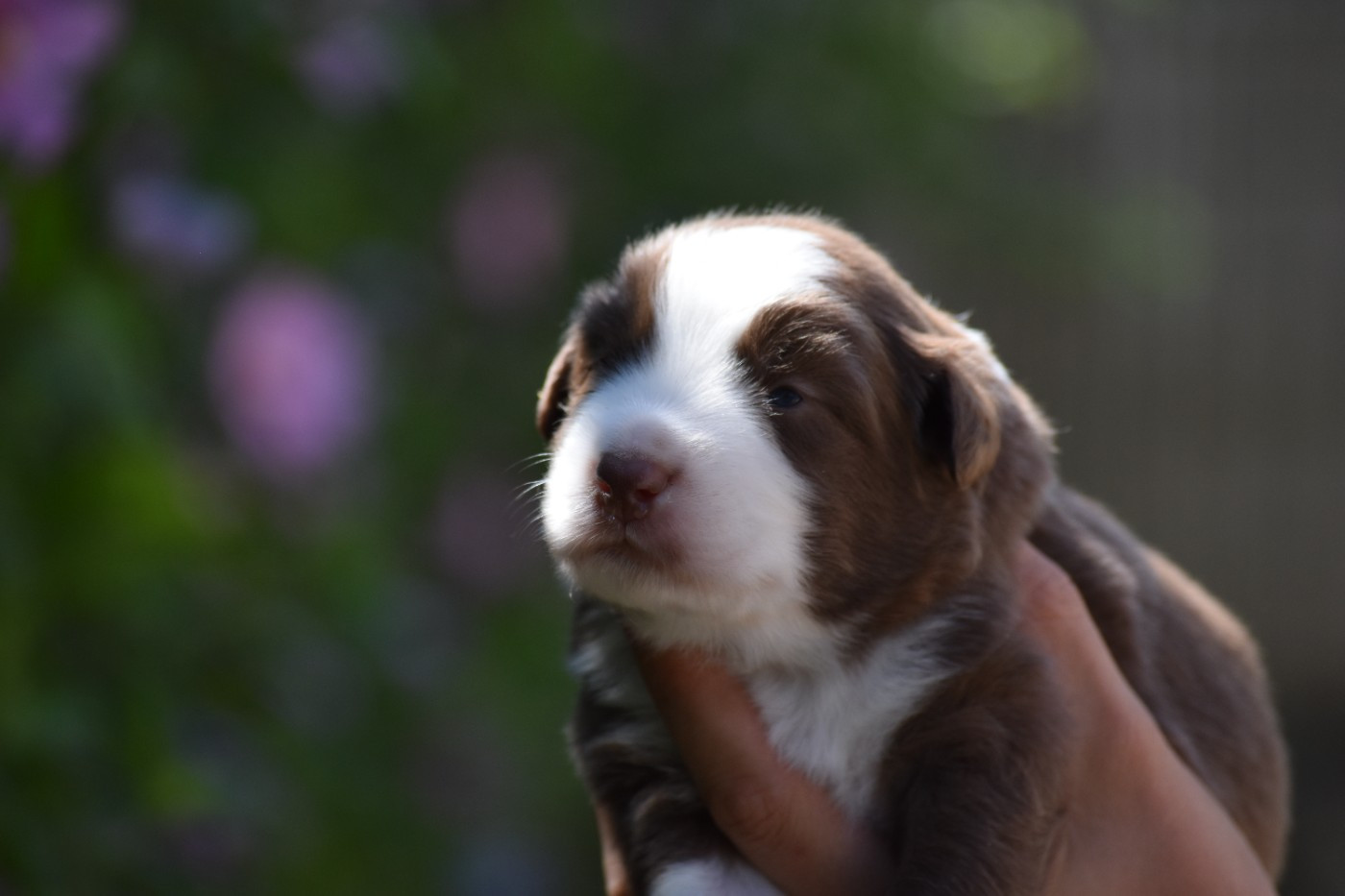 Des Fées Du Marteray - Chiots disponibles - Berger Australien
