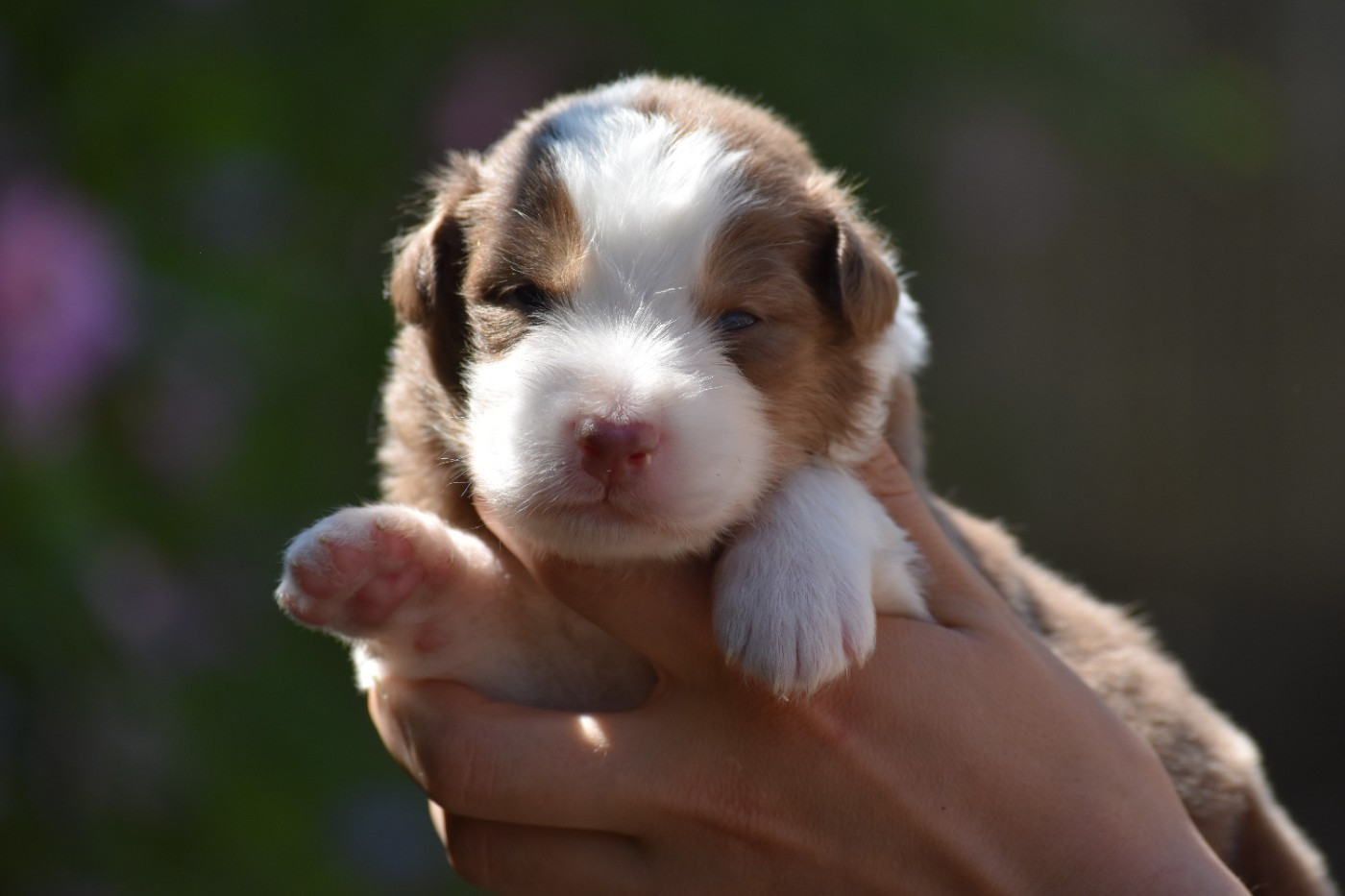 Des Fées Du Marteray - Chiots disponibles - Berger Australien