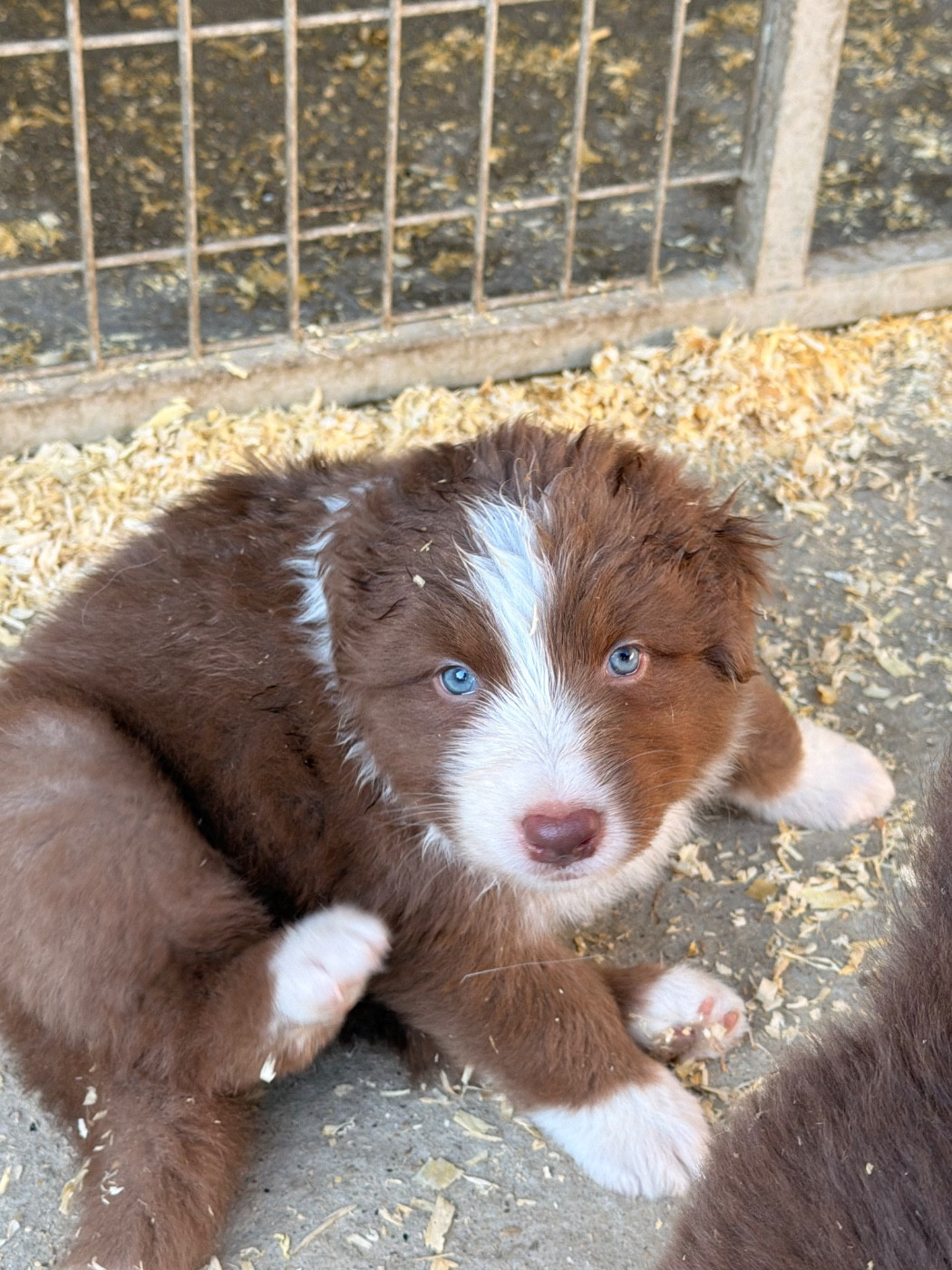 Des Fées Du Marteray - Chiots disponibles - Berger Australien
