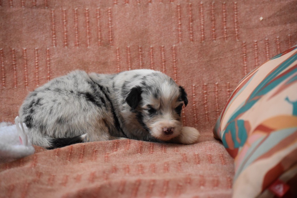 Des Fées Du Marteray - Chiots disponibles - Berger Australien