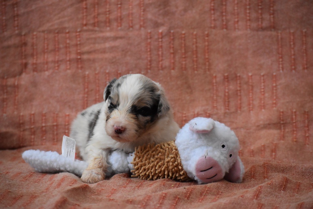 Des Fées Du Marteray - Chiots disponibles - Berger Australien
