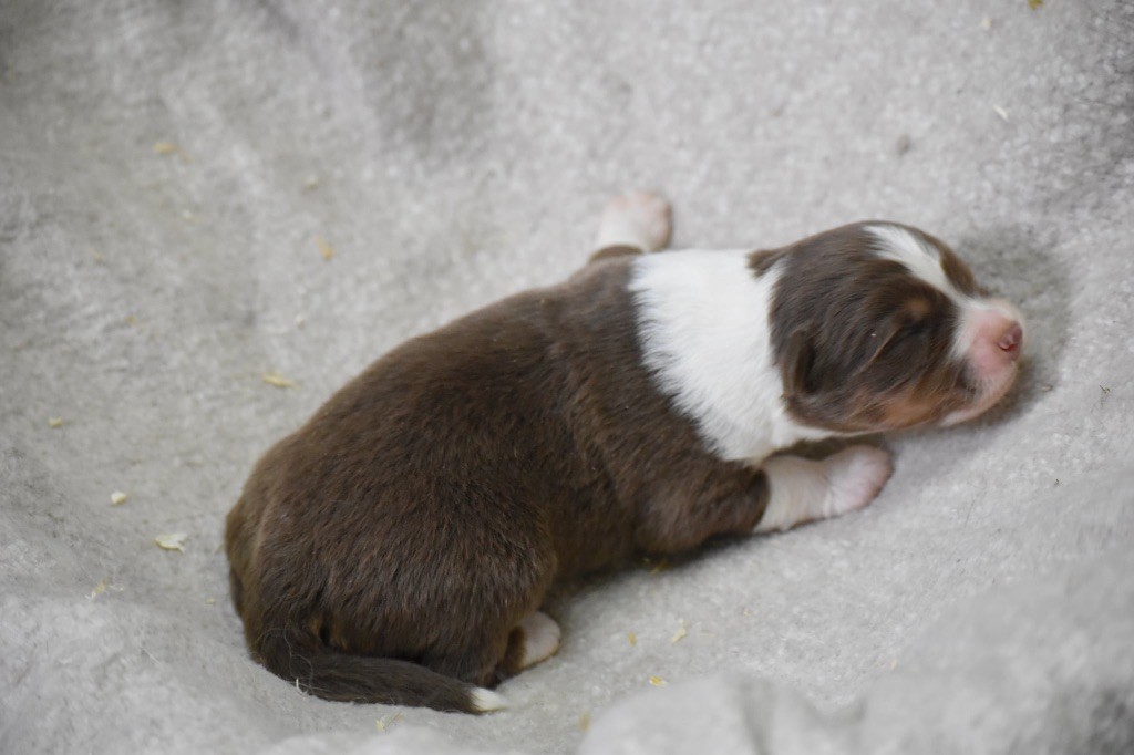 Des Fées Du Marteray - Chiots disponibles - Berger Australien