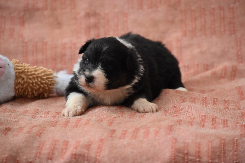 Des Fées Du Marteray - Chiots disponibles - Berger Australien