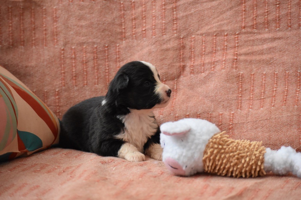 Des Fées Du Marteray - Chiots disponibles - Berger Australien