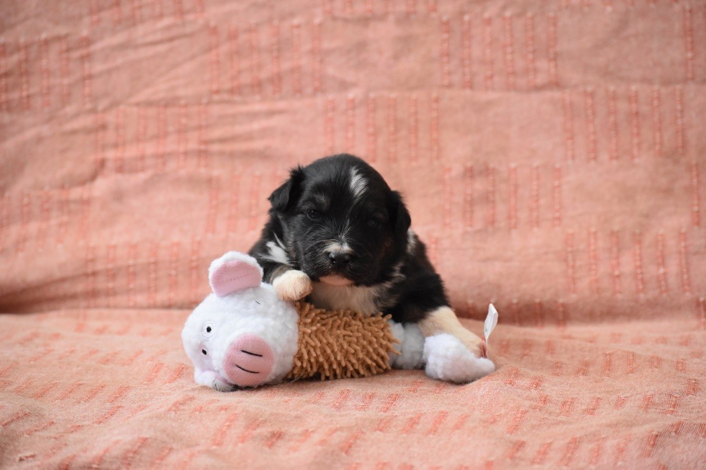 Des Fées Du Marteray - Chiots disponibles - Berger Australien