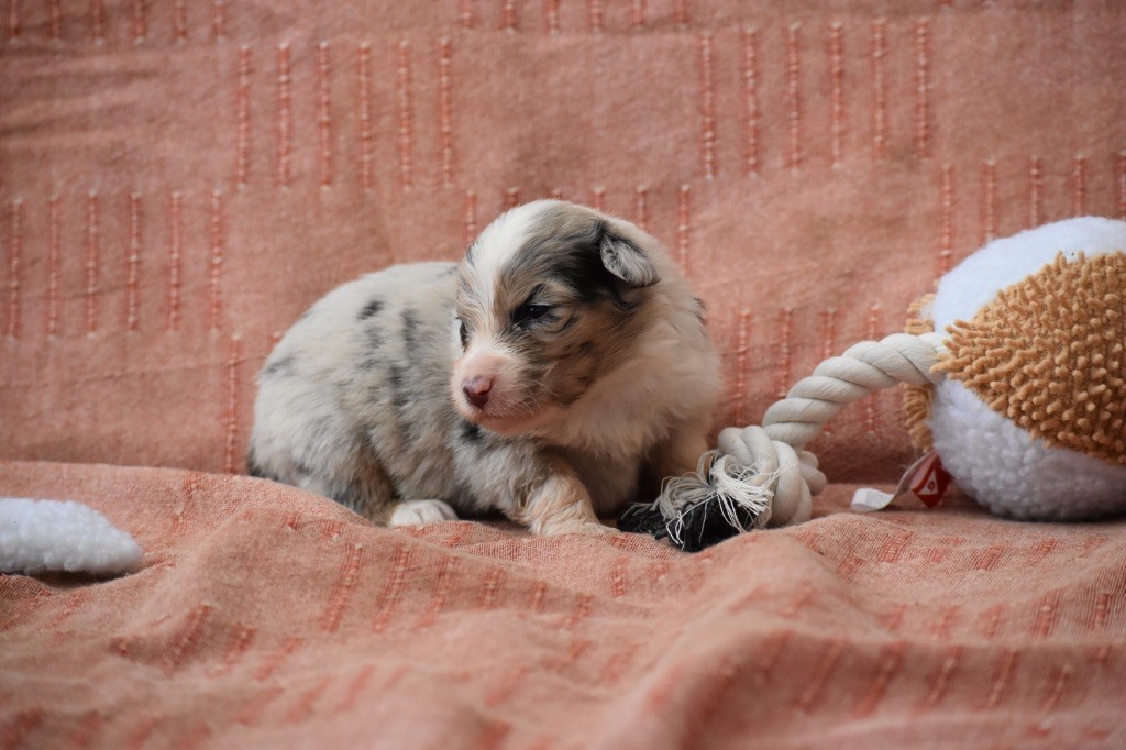 Des Fées Du Marteray - Chiots disponibles - Berger Australien