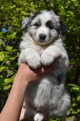 Bleu bicolore