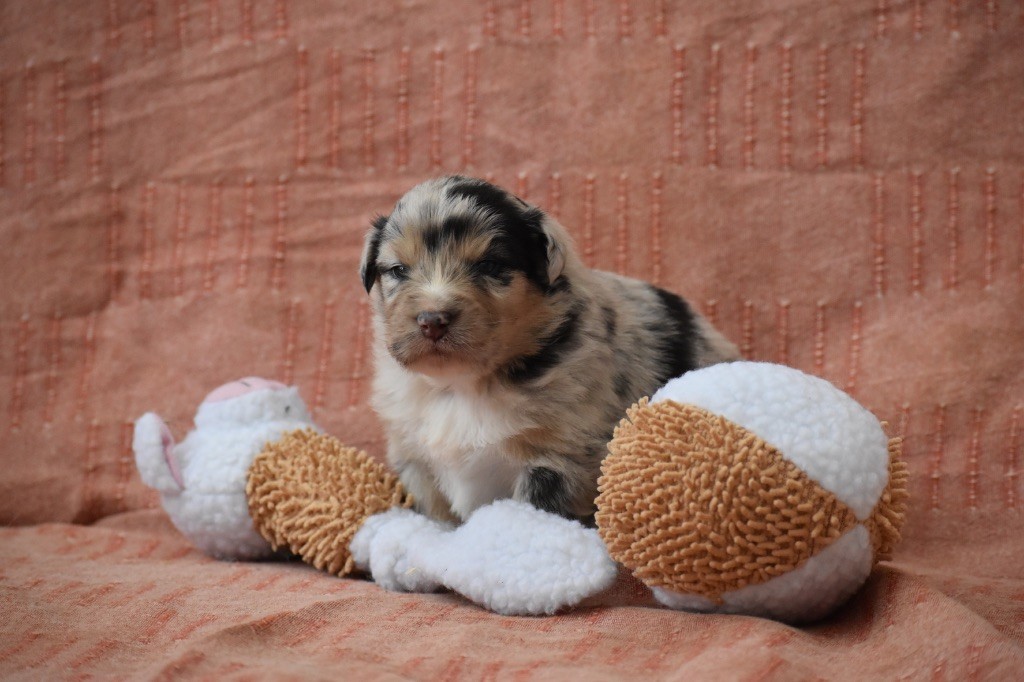 Des Fées Du Marteray - Chiots disponibles - Berger Australien